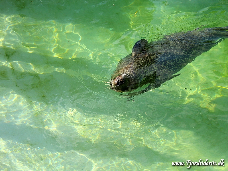 KBH zoo 190703 321.JPG